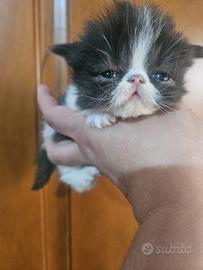 Gatto persiano bianco nero bicolor