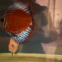 Discus