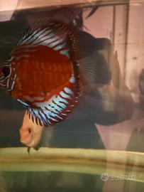 Discus
