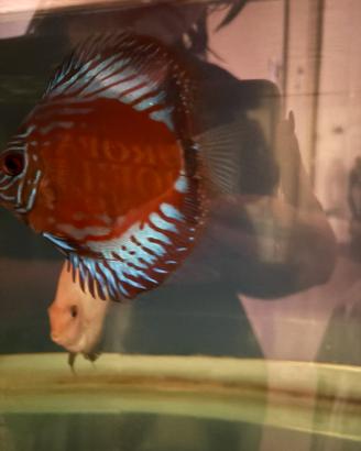 Discus