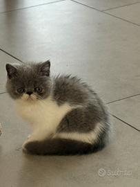 Cuccioli Persiano - Exotic Short Hair