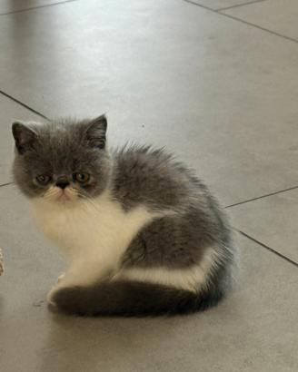 Cuccioli Persiano - Exotic Short Hair