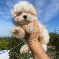 Cucciola maltese