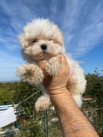 Cucciola maltese