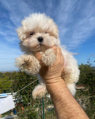 Cucciola maltese