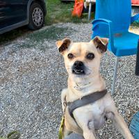 Rocky aspetta una famiglia