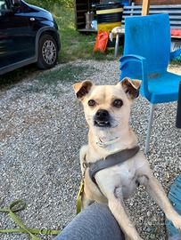 Rocky aspetta una famiglia