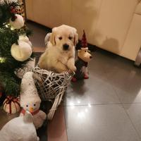 Cucciolo Golden Retriever Pedigree