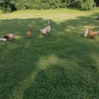 Coppia oche di razza TULA, splendide riproduttrici