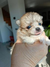 Spitz di Pomerania con pedigree ENCI