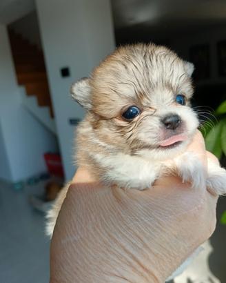 Spitz di Pomerania con pedigree ENCI