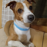 Cane meticcio maschio disponibile per accoppiament