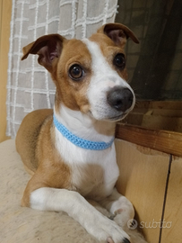 Cane meticcio maschio disponibile per accoppiament