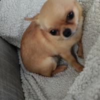 Disponibile per monta chihuahua