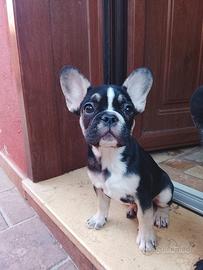 Bulldog francese