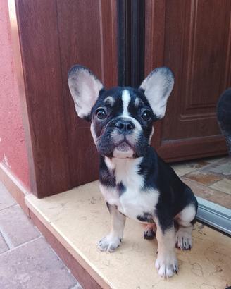 Bulldog francese