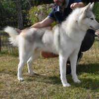 Siberian Husky Cuccioli con pedigree