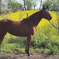 Quarter Horse fattrice