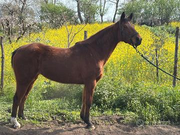 Quarter Horse fattrice