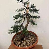 bonsai cipresso yamadori
