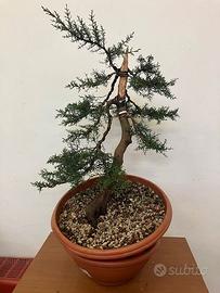 bonsai cipresso yamadori