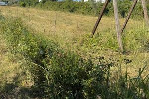 Terreno agricolo
