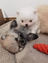 Volpino Pomerania TOY zwergspitz 2 mesi CUCCIOLI