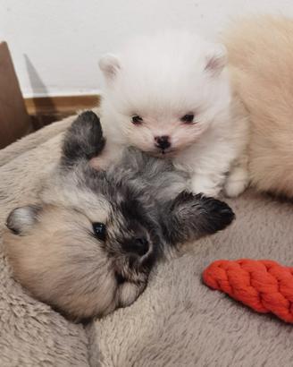 Volpino Pomerania TOY zwergspitz 2 mesi CUCCIOLI