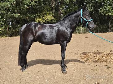 Cavallo