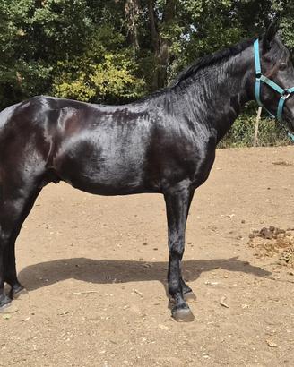 Cavallo