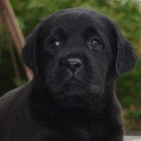 Cuccioli di Labrador