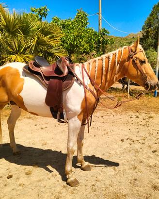 Cavallo