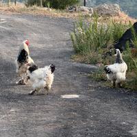 Pulcini brahma bianco Columbia