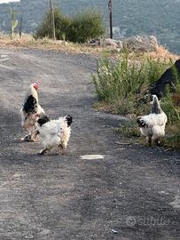 Pulcini brahma bianco Columbia