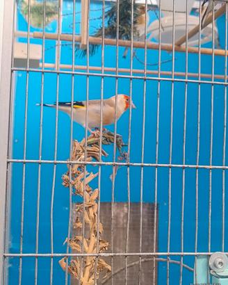 Cardellini