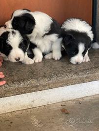 Border collie con pedigree- femmine