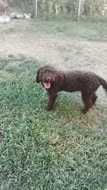 lagotto romagnolo 