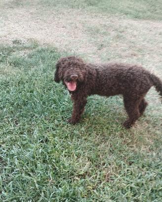lagotto romagnolo 