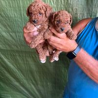 Cuccioli di Barboncino TEAM CUP