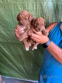 Cuccioli di Barboncino TEAM CUP