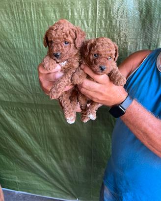 Cuccioli di Barboncino TEAM CUP