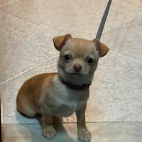 Chihuahua
