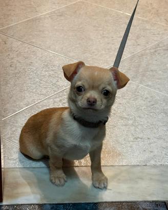 Chihuahua