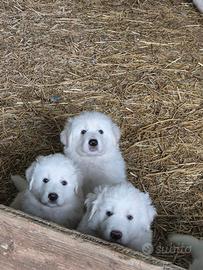 Cuccioli pastore maremmano abruzzese