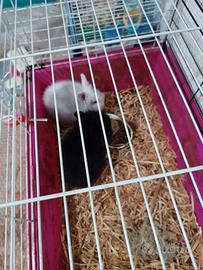 Conigli nani soldi out