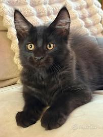 Maine Coon