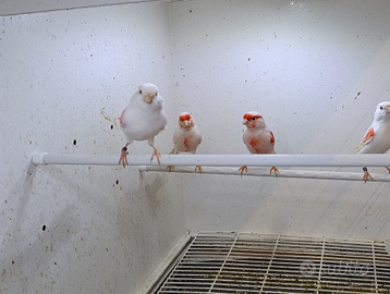 Canarini mosaico rosso