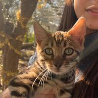 Cuccioli razza bengala