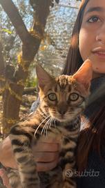 Cuccioli razza bengala