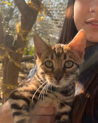 Cuccioli razza bengala